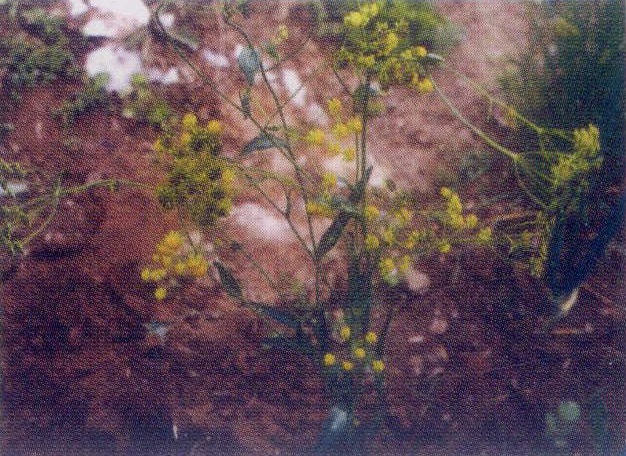 图15 柴胡花序，示花、果